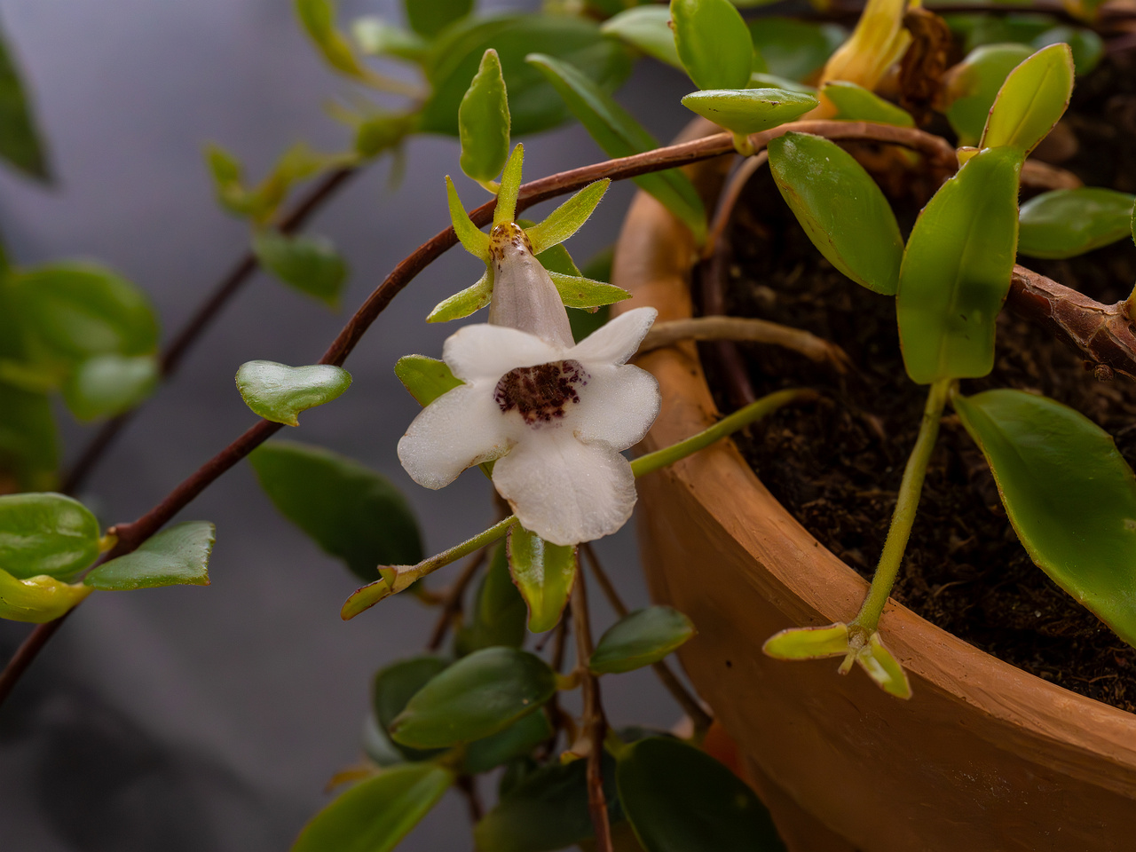 Codonanthopsis crassifolia _2025-04-12_1-1