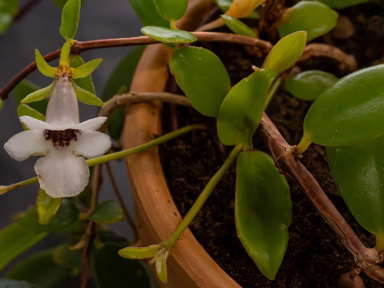 Codonanthopsis crassifolia _2025-04-12_1-4