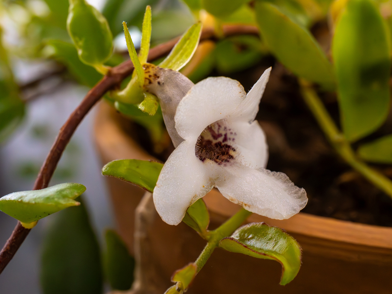 Codonanthopsis crassifolia _2025-04-12_1-5