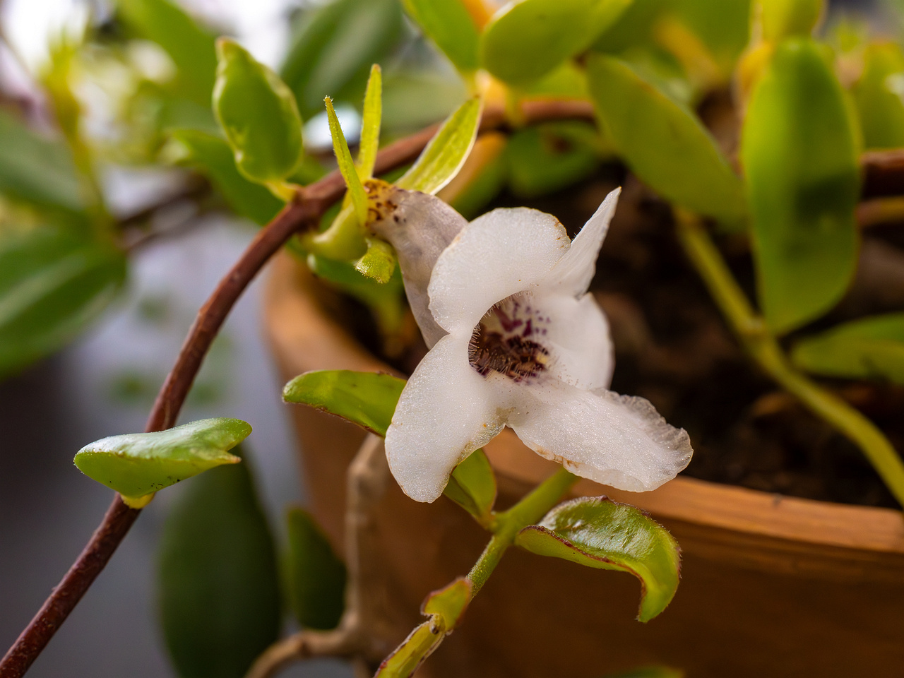 Codonanthopsis crassifolia _2025-04-12_1-7