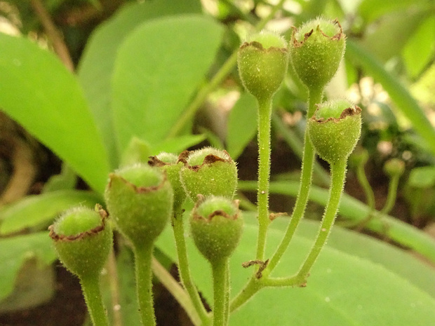 Ритидофиллум войлочный - Rhytidophyllum tomentosum