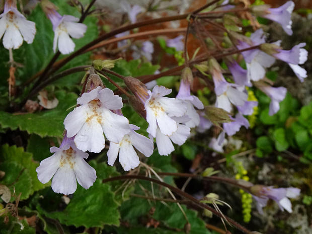 Геснериевые - Gesneriaceae