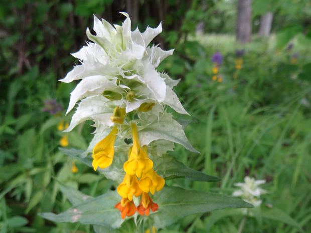 Марьянник дубравный белая форма - Melampyrum nemorosum f. alba