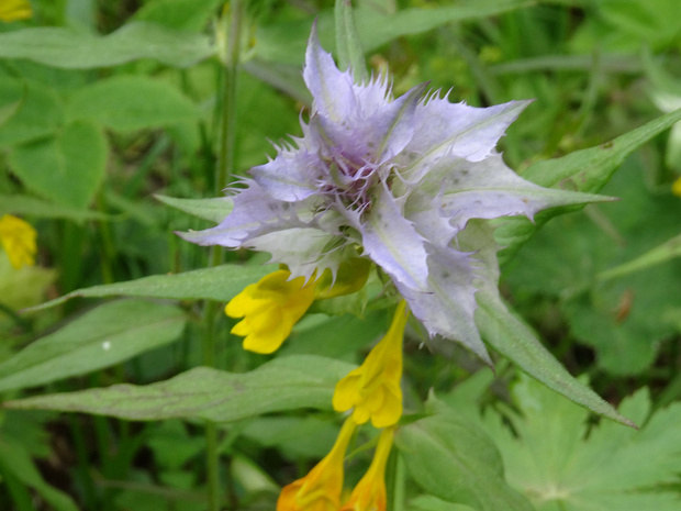 Марьянник дубравный голубая форма - Melampyrum nemorosum f. caerulea