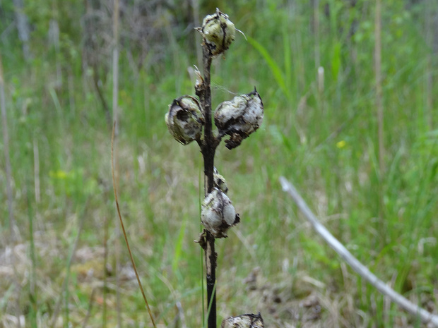 Мытник Карлов-Скипетр - Pedicularis sceptrum-carolinum
