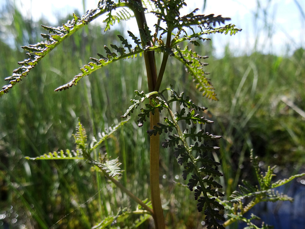 Мытник болотный - Pedicularis palustris