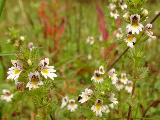 Очанка лекарственная - Euphrasia officinalis