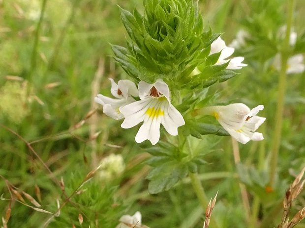 Очанка прямая - Euphrasia stricta