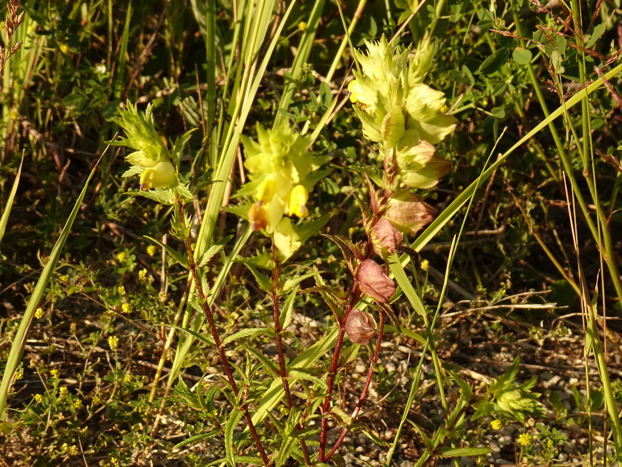 DSC04556