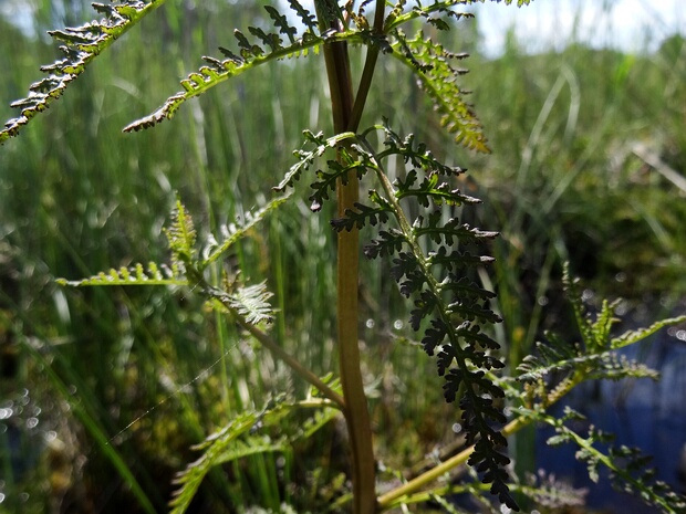 Мытник болотный - Pedicularis palustris