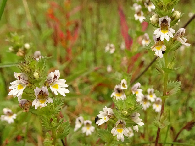 Очанка лекарственная - Euphrasia officinalis