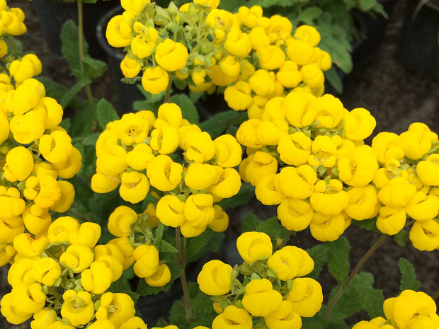 Кальцеолярия золотисто-желтая - Calceolaria chelidioides