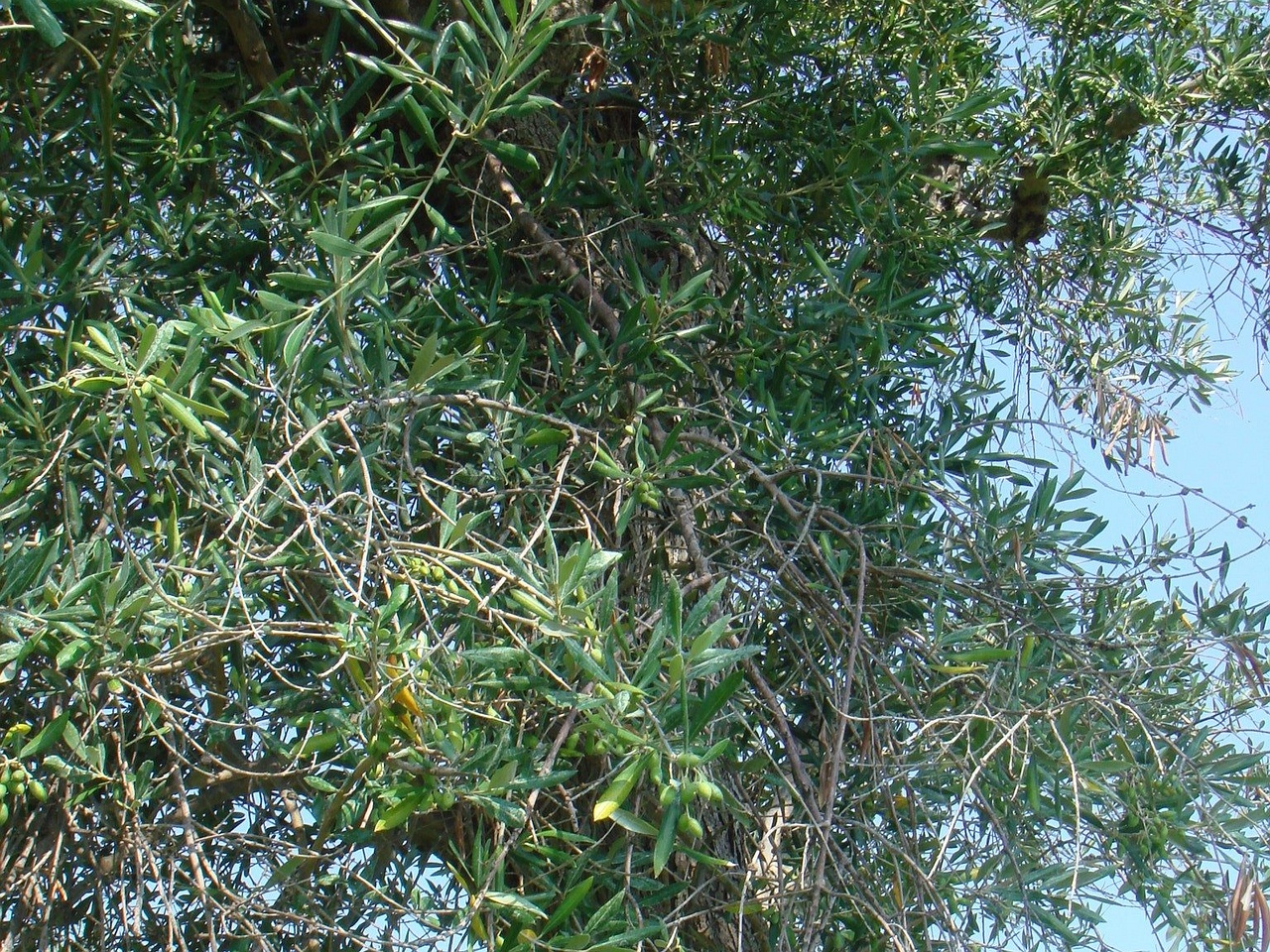 DSC02200