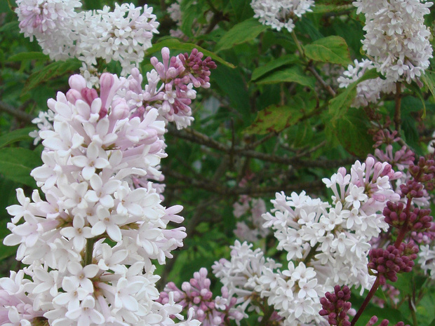 Сирень венгерская - Syringa josikaea