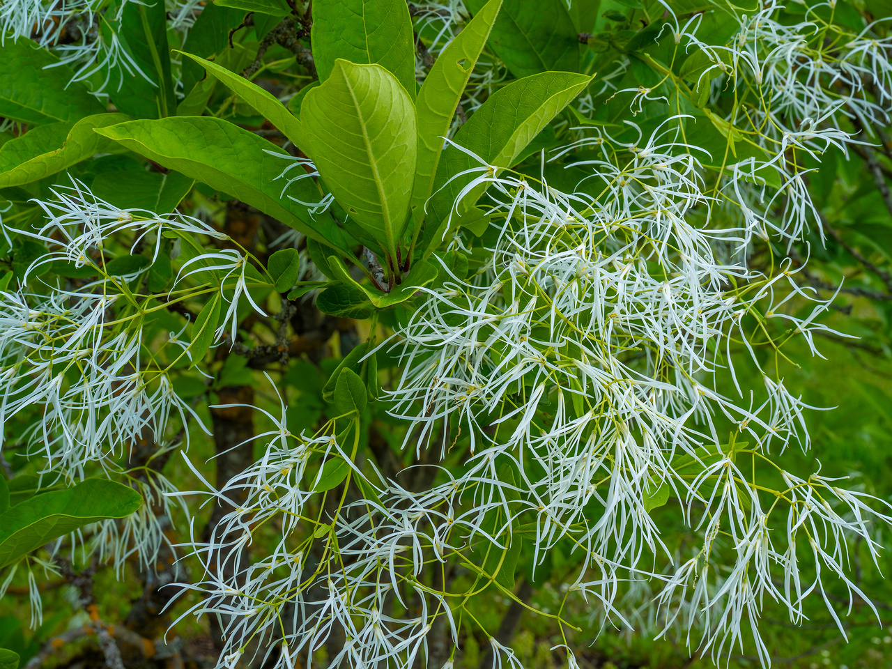 tallinn_botanical_garden_outside_alpine_plain-8