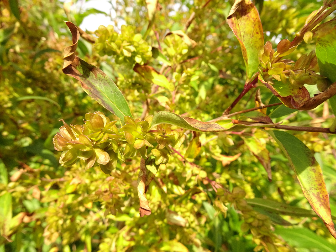 DSC06116