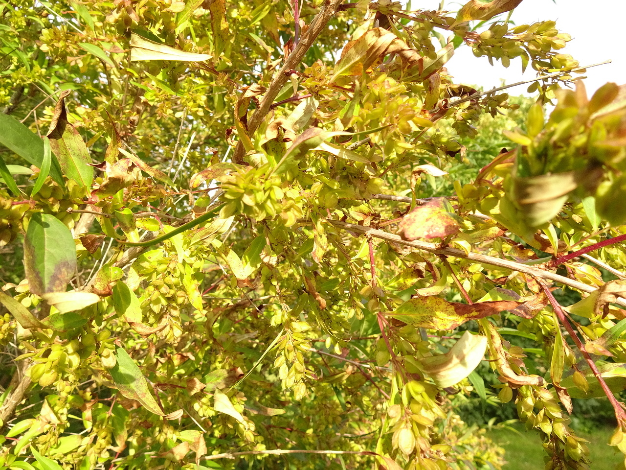 DSC06118