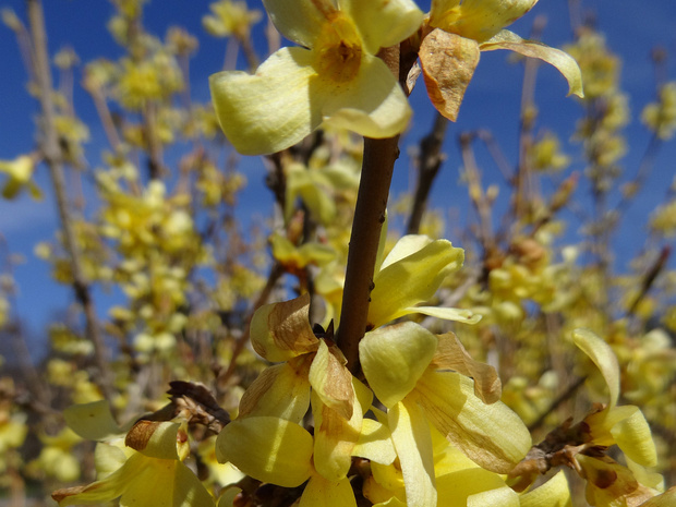 Форзиция манчжурская - Forsythia mandshurica