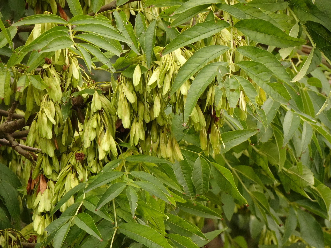 DSC05632