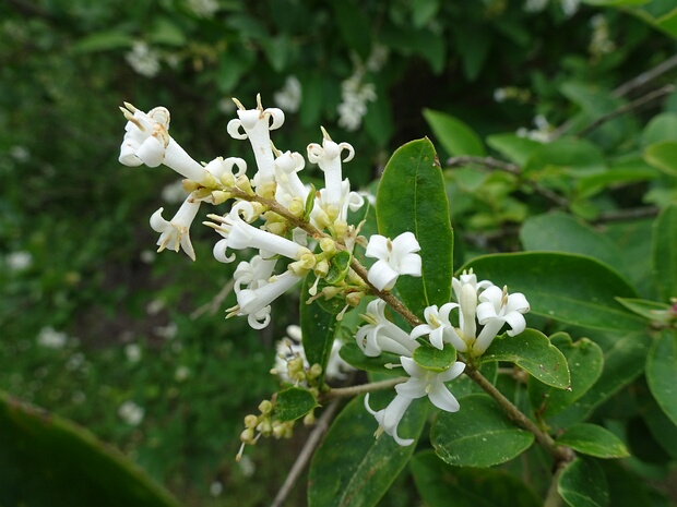 Бирючина Ибота - Ligustrum ibota