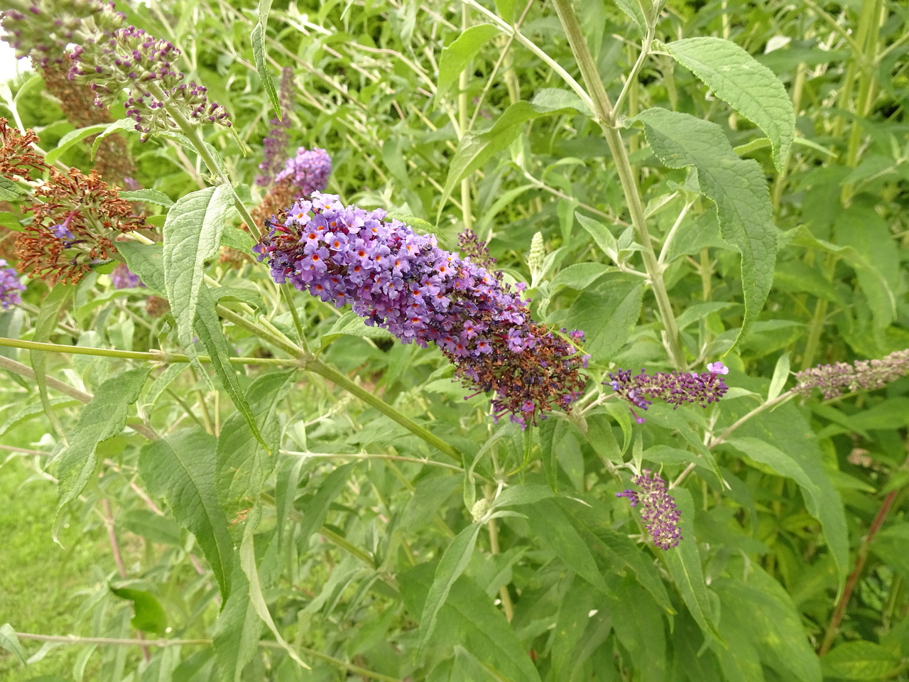 DSC05559