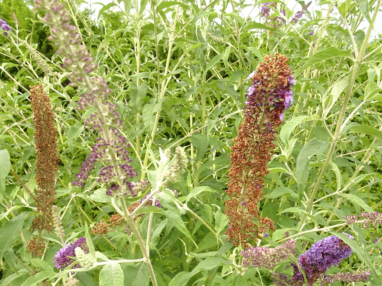 DSC05563
