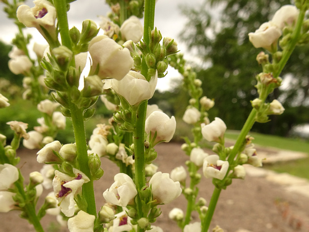 Коровяк Шэ белая форма - Verbascum chaixii f. alba