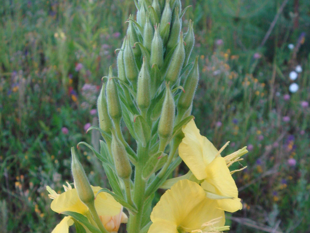 Коровяк лекарственный - Verbascum phlomoides
