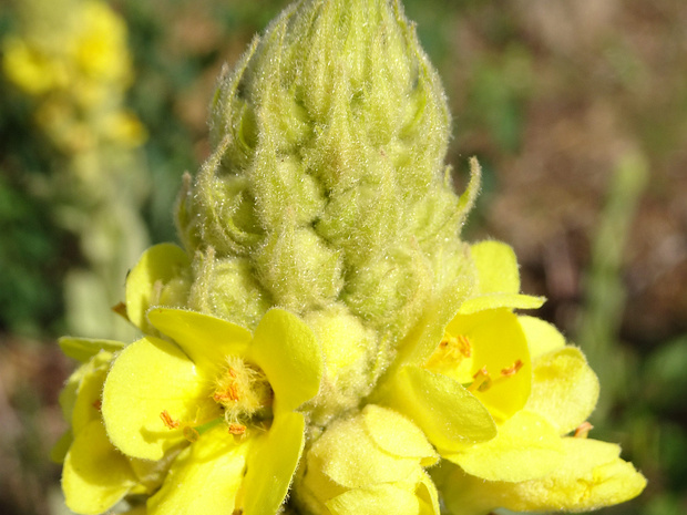 Коровяк обыкновенный - Verbascum thapsus