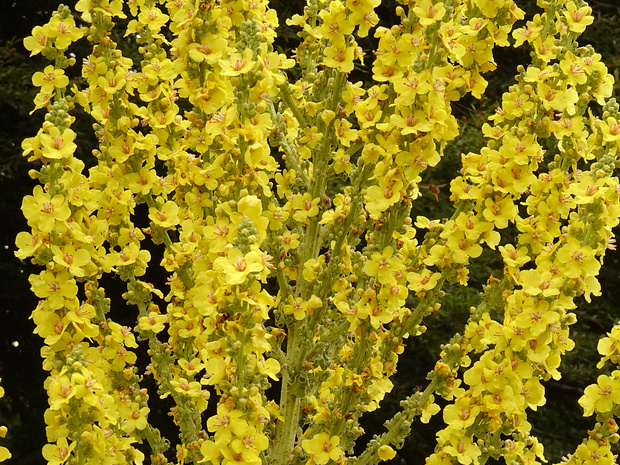Коровяк олимпийский - Verbascum olympicum