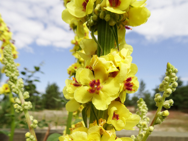 Коровяк черный - Verbascum nigrum