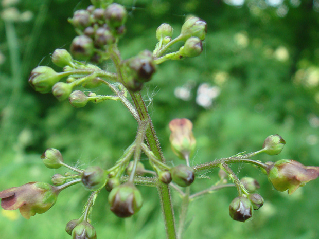 Норичник узловатый - Scrophularia nodosa