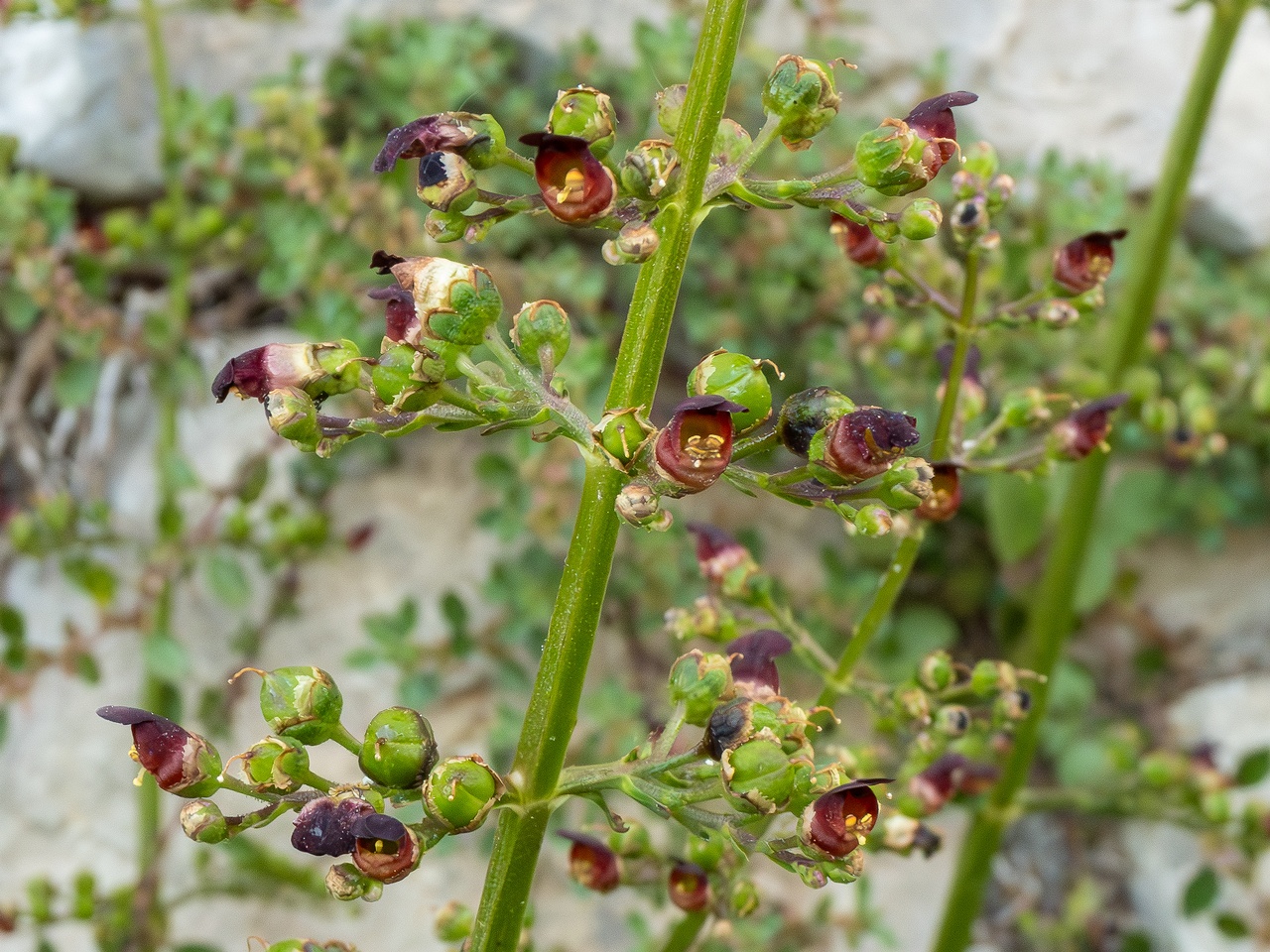 !Scrophularia auriculata _2025-05-11_1-4