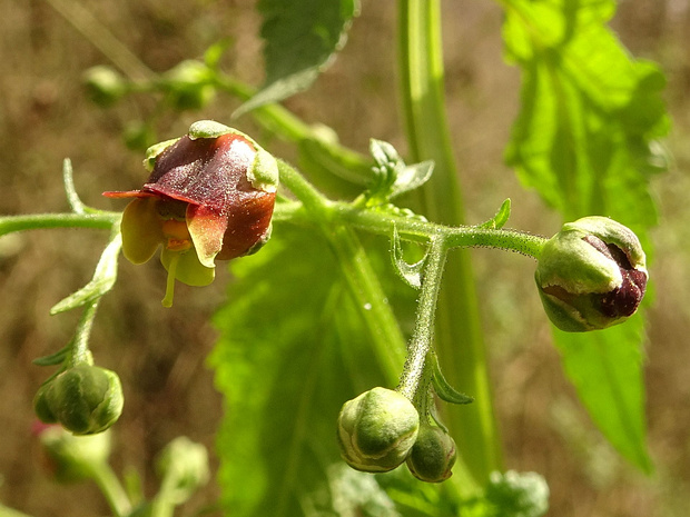 Норичниковые - Scrophulariaceae