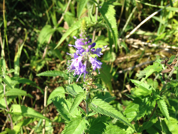 Вероника длиннолистная - Veronica longifolia