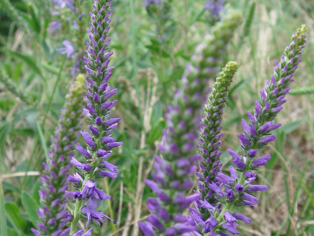 Вероника колосистая - Veronica spicata
