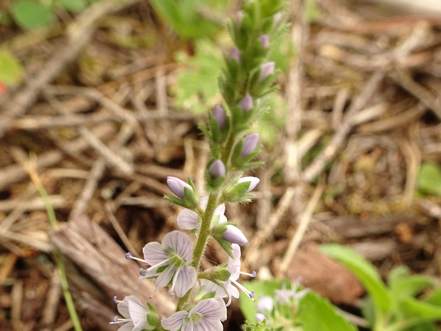 Вероника лекарственная - Veronica officinalis