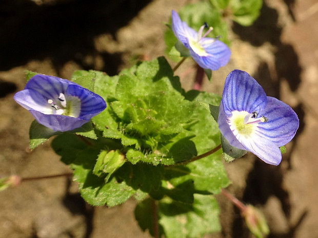Вероника нитевидная - Veronica filiformis