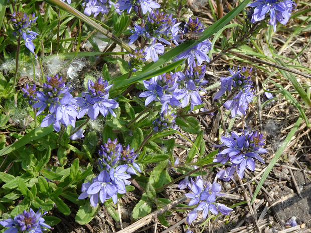 Вероника простёртая - Veronica prostrata