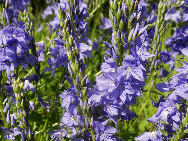 Вероника широколистная - Veronica teucrium
