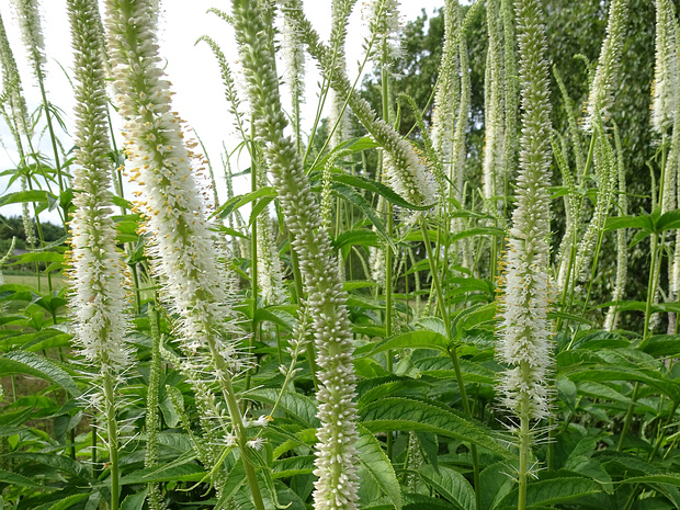 Вероникаструм сибирский - Veronicastrum sibiricum