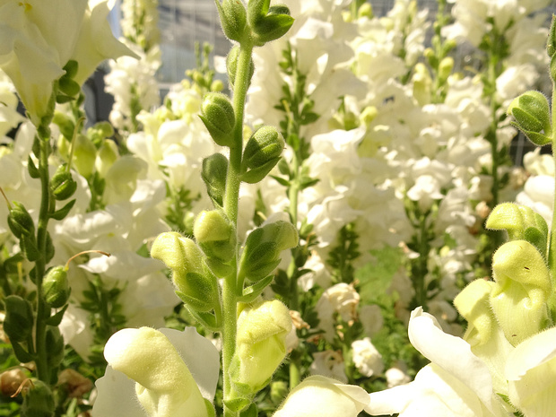 Львиный зев большой 'Королевская Невеста' - Antirrhinum majus 'Royal Bride'