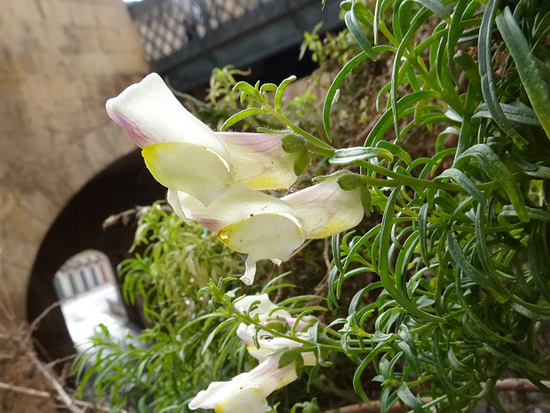 Львиный зев сицилийский - Antirrhinum siculum