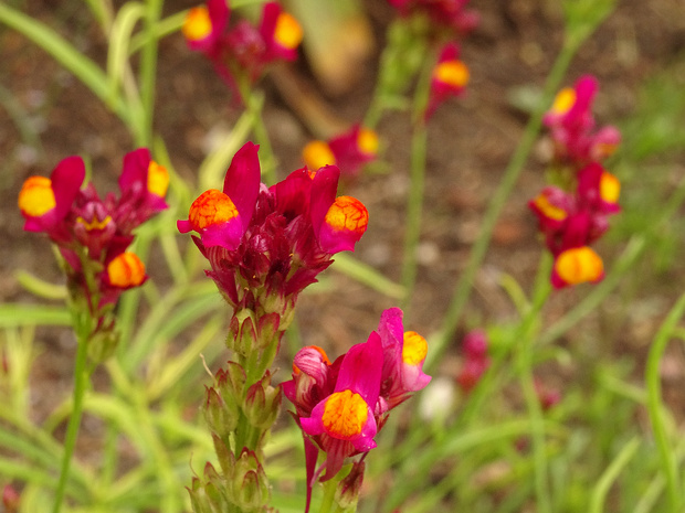 Льнянка сетчатая 'Фламенко' - Linaria reticulata 'Flamenco'