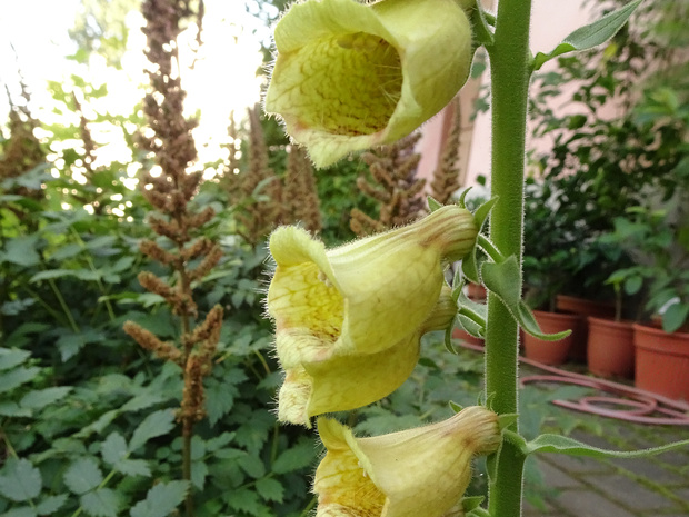 Наперстянка крупноцветковая - Digitalis grandiflora