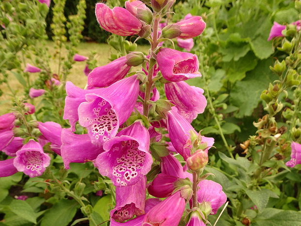 Наперстянка пурпурная 'Далмантийский Пурпур' - Digitalis purpurea 'Dalmatian Purple'