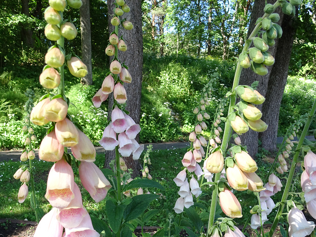 Наперстянка пурпурная розовая форма - Digitalis purpurea f. rosea