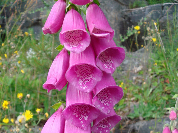 Наперстянка пурпурная - Digitalis purpurea