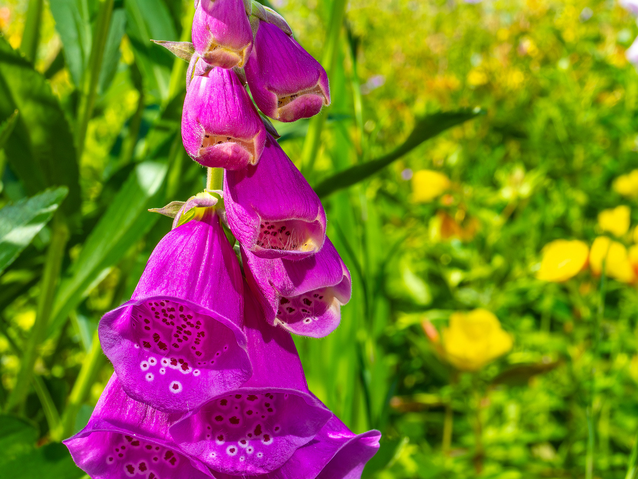 botanical_garden_near_canteen-6