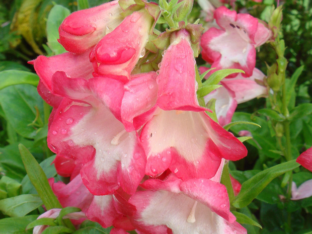 Пенстемон Хартвига 'Розовый фениск' - Penstemon hartwegii 'Phoenix pink'